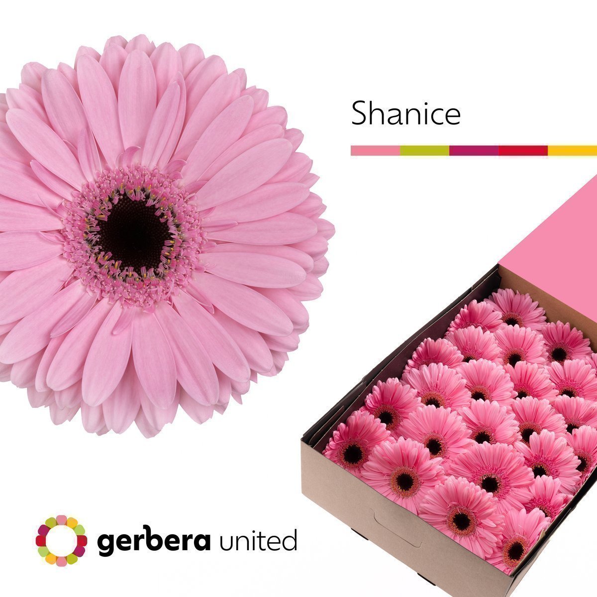 Срезанные цветы оптом Gerbera shanice+ от 25шт из Голландии с доставкой по России
