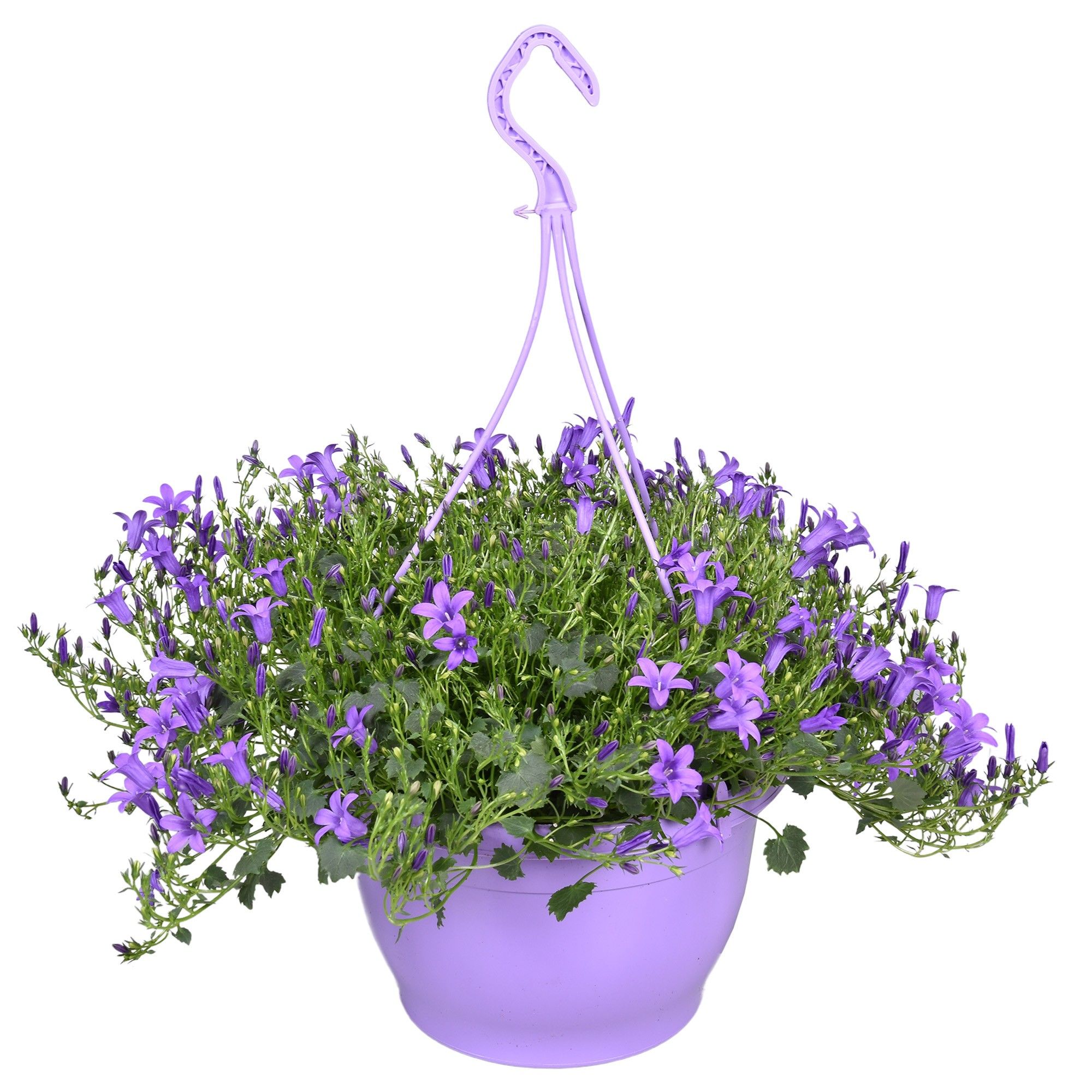 Горшечные цветы и растения оптом Campanula Paars Hangpot 25 от 2шт (для телеги) из Голландии с доставкой по России