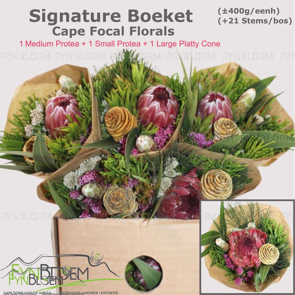 Срезанные цветы оптом Protea bq signature 2 protea от 8шт из Голландии с доставкой по России