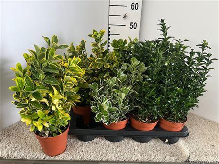Горшечные цветы и растения оптом Euonymus Mix Pot 13 от 8шт из Голландии с доставкой по России