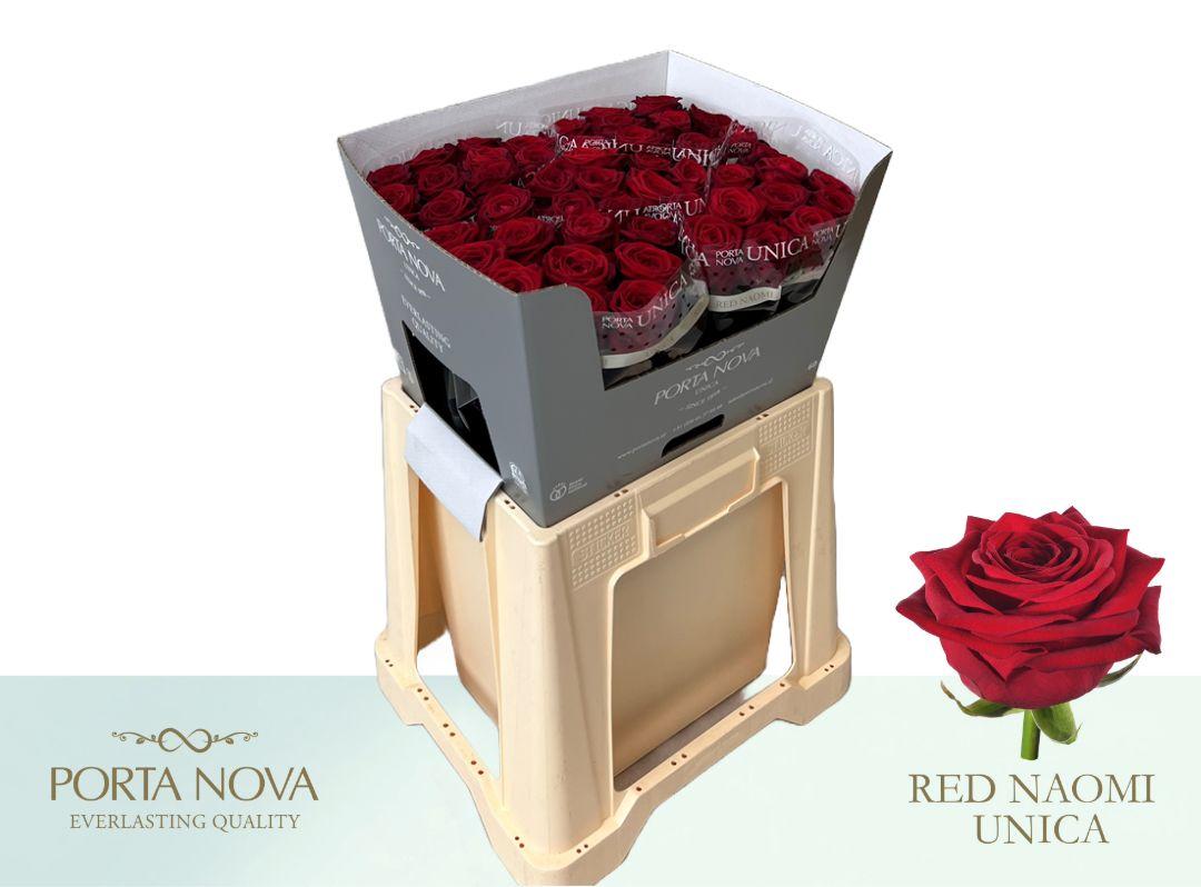 Срезанные цветы оптом Rosa large red naomi! Unica Porta Nova от 50шт из Голландии с доставкой по России