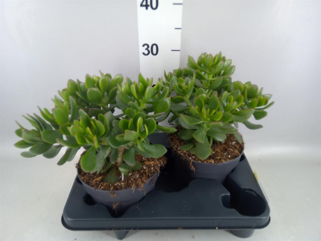 Горшечные цветы и растения оптом Crassula minova Magic от 2шт из Голландии с доставкой по России