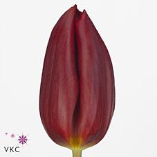 Срезанные цветы оптом Tulipa si strong love от 150шт из Голландии с доставкой по России