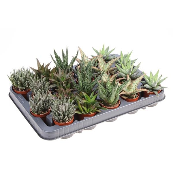 Горшечные цветы и растения оптом Aloe Haworthia Mix Xl от 20шт (для телеги) из Голландии с доставкой по России