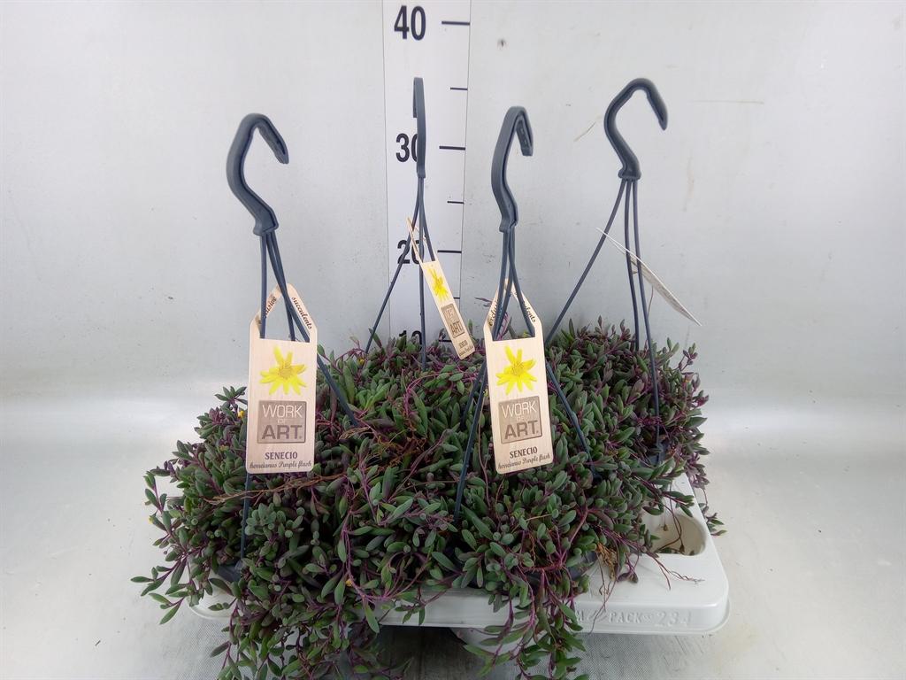 Горшечные цветы и растения оптом Senecio   ... от 4шт из Голландии с доставкой по России