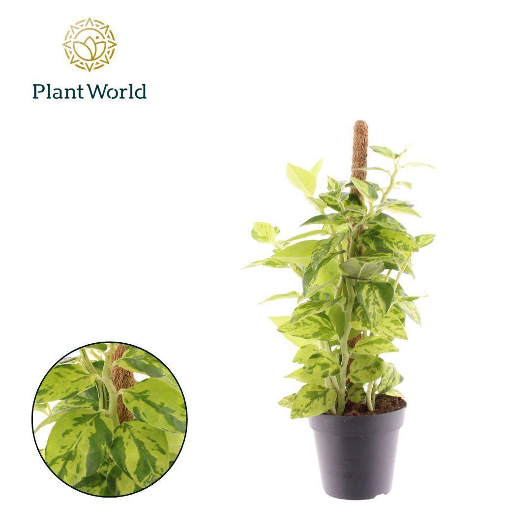 Горшечные цветы и растения оптом Pedilanthus Tithymaloides Mosspole от 10шт из Голландии с доставкой по России