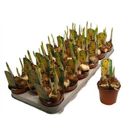 Горшечные цветы и растения оптом Narcis Bright Day от 18шт (для телеги) из Голландии с доставкой по России