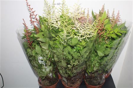 Горшечные цветы и растения оптом Astilb Gem от 6шт из Голландии с доставкой по России