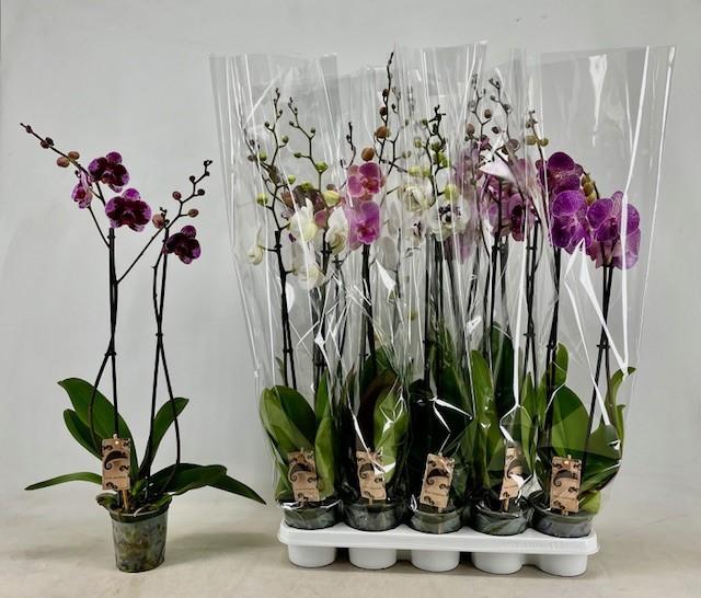 Горшечные цветы и растения оптом Phal Gem от 10шт из Голландии с доставкой по России