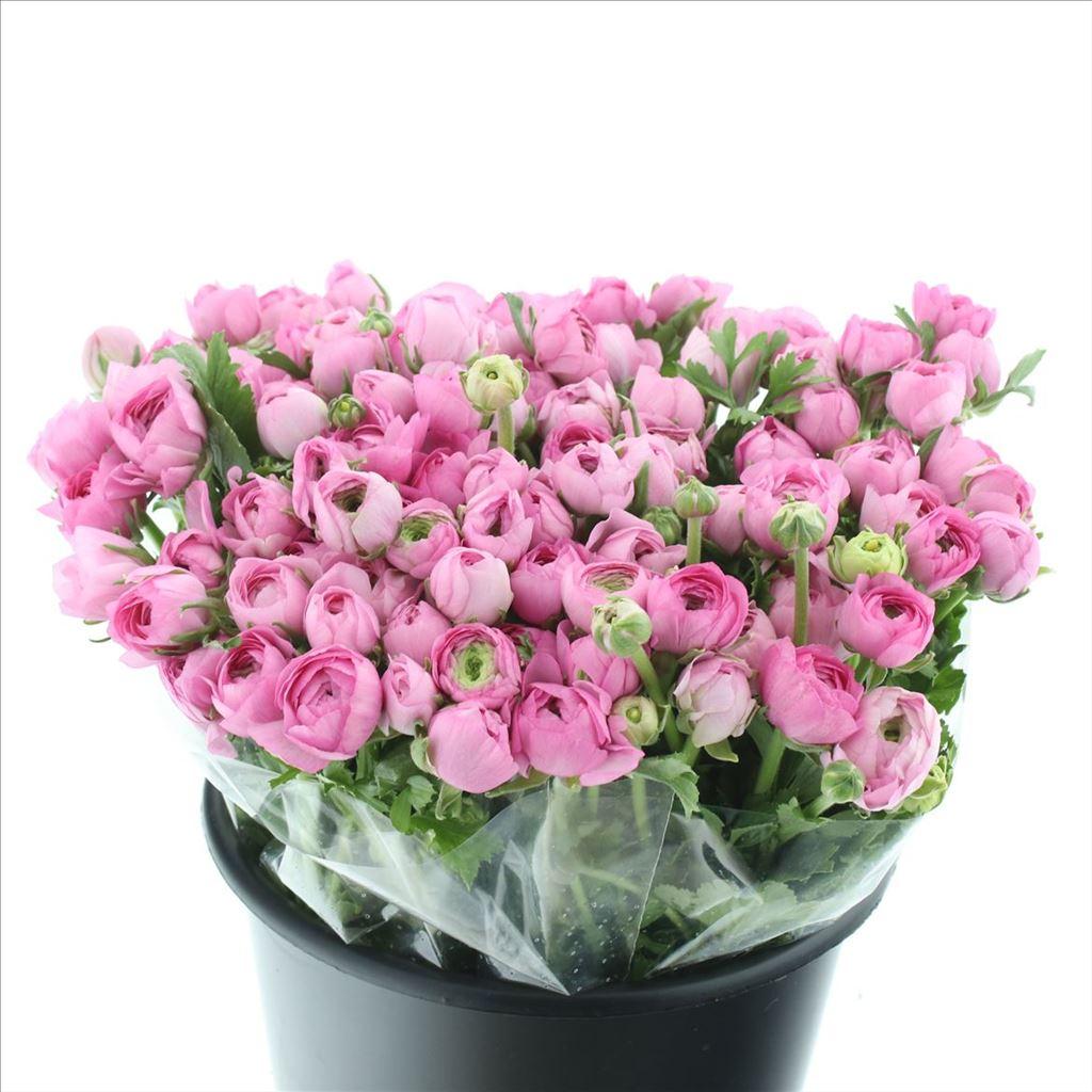 Срезанные цветы оптом Ranunculus elegance hot pink от 100шт из Голландии с доставкой по России