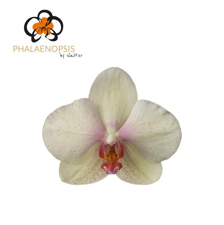 Срезанные цветы оптом Phalaenopsis omega (per stem) от 8шт из Голландии с доставкой по России