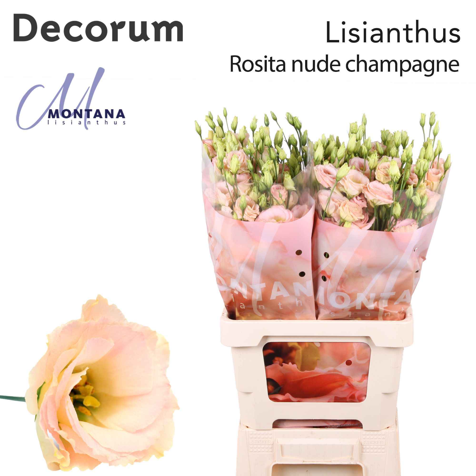 Срезанные цветы оптом Lisianthus do rosita champagne от 20шт из Голландии с доставкой по России