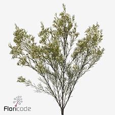 Срезанные цветы оптом Chamelaucium arbel от 75шт. из Голландии с доставкой по России