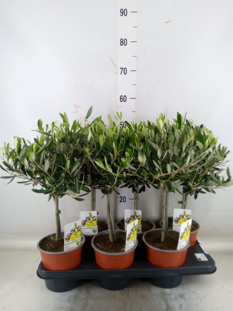 Горшечные цветы и растения оптом Olea Europaea от 6шт из Голландии с доставкой по России