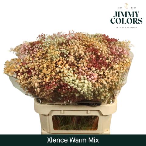 Срезанные цветы оптом Gyps large paint mix hot от 25шт из Голландии с доставкой по России