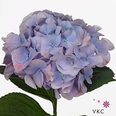 Срезанные цветы оптом Hydrangea marsepein milka от 10шт из Голландии с доставкой по России