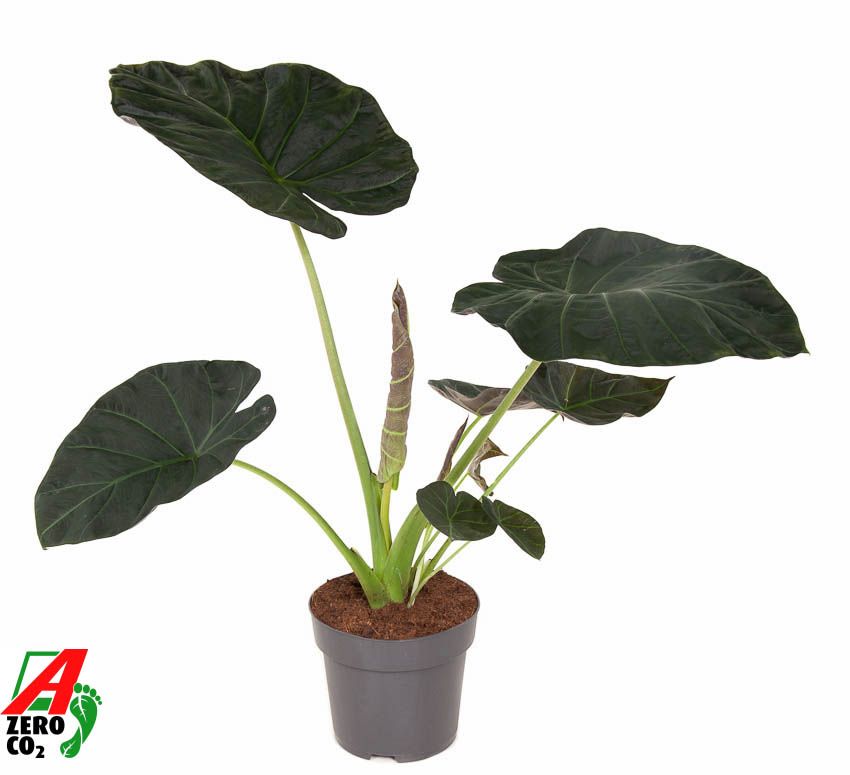 Горшечные цветы и растения оптом Alocasia Regal Shields от 1шт (для телеги) из Голландии с доставкой по России