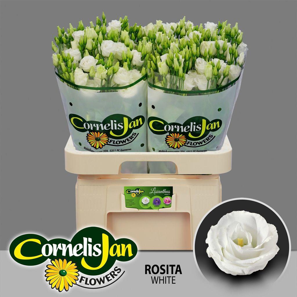Срезанные цветы оптом Lisianthus do rosita white от 40шт из Голландии с доставкой по России