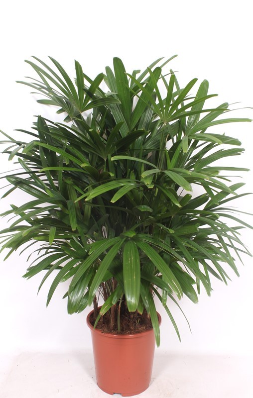 Горшечные цветы и растения оптом Rhapis Excelsa от 1шт из Голландии с доставкой по России