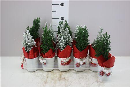 Горшечные цветы и растения оптом Chamaecyparis La Ellwoodii Snow Green Zink Potcove от 10шт из Голландии с доставкой по России