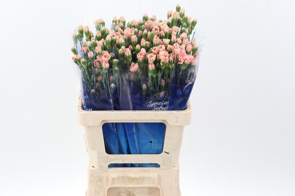 Срезанные цветы оптом Dianthus sp brown sugar от 100шт из Голландии с доставкой по России