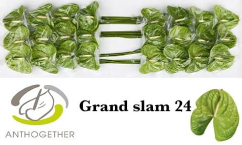 Срезанные цветы оптом Anthurium grand slam от 24шт из Голландии с доставкой по России