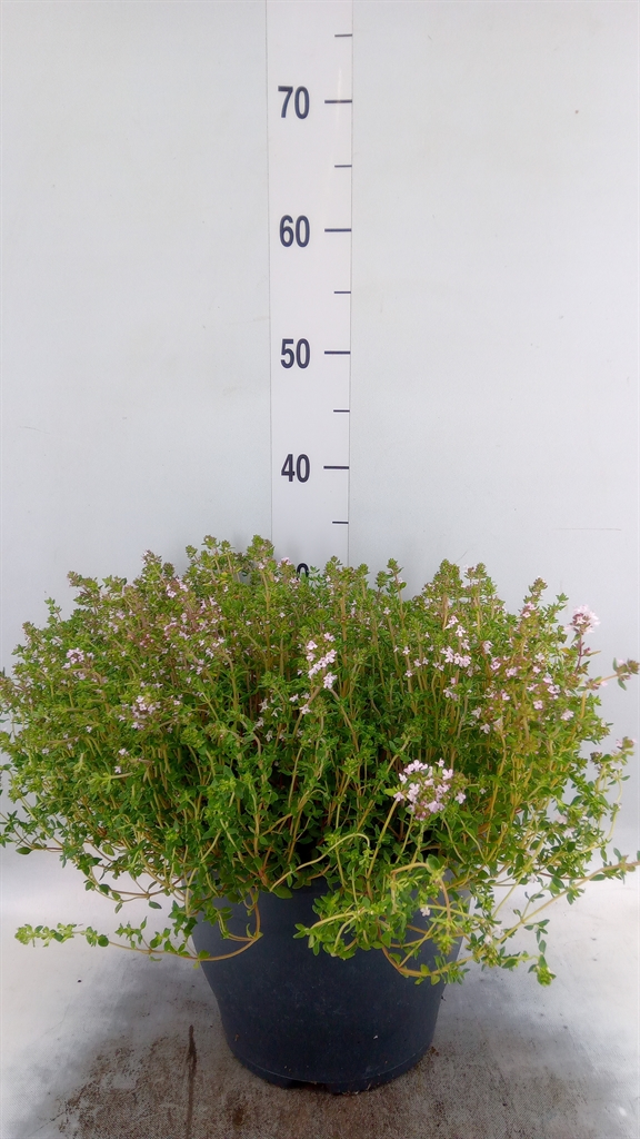 Горшечные цветы и растения оптом Thymus Vulgaris от 1шт из Голландии с доставкой по России