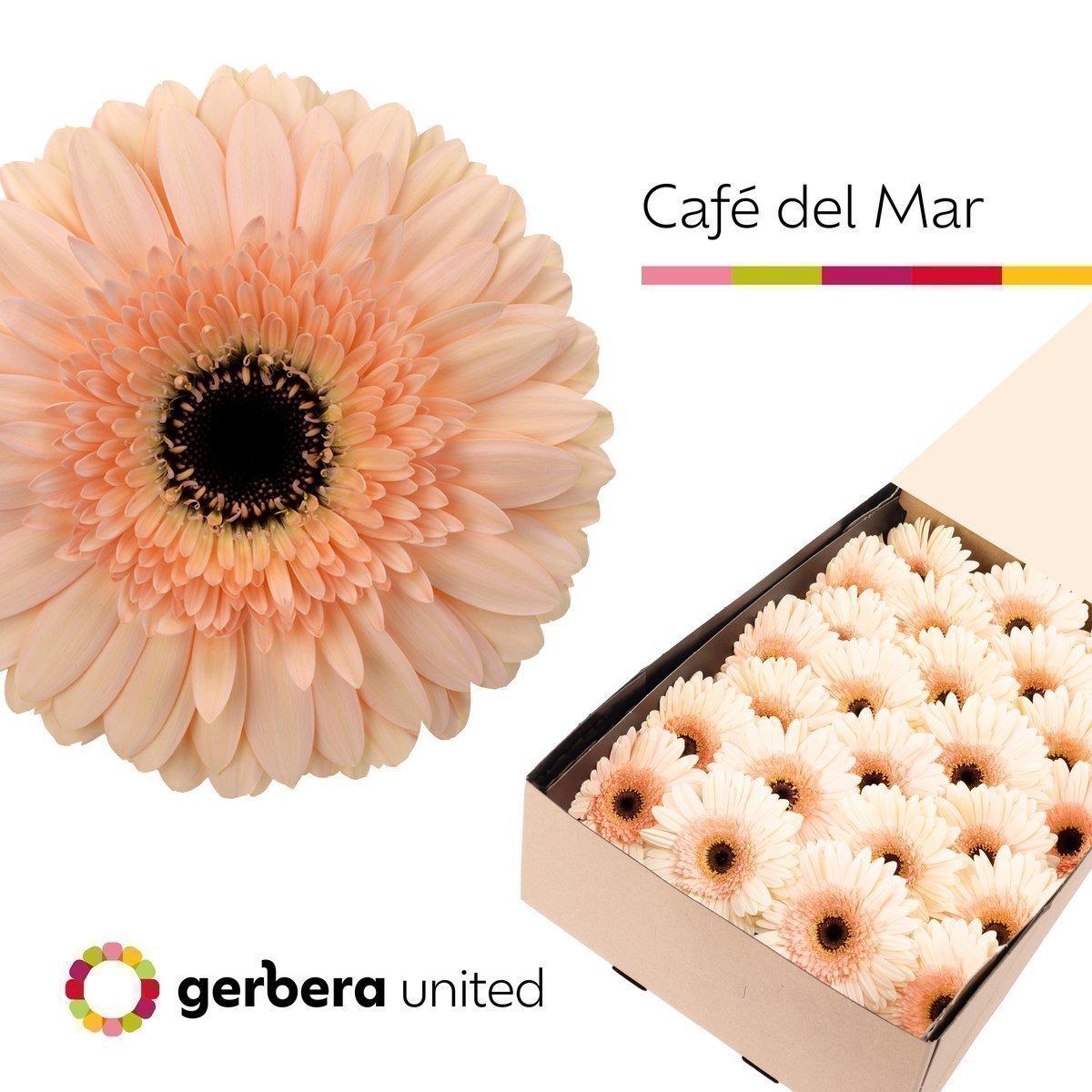 Срезанные цветы оптом Gerbera cafe del mar от 25шт из Голландии с доставкой по России