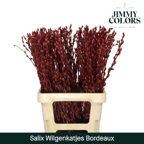 Срезанные цветы оптом Salix paint pussy willow bordeaux от 200шт. из Голландии с доставкой по России