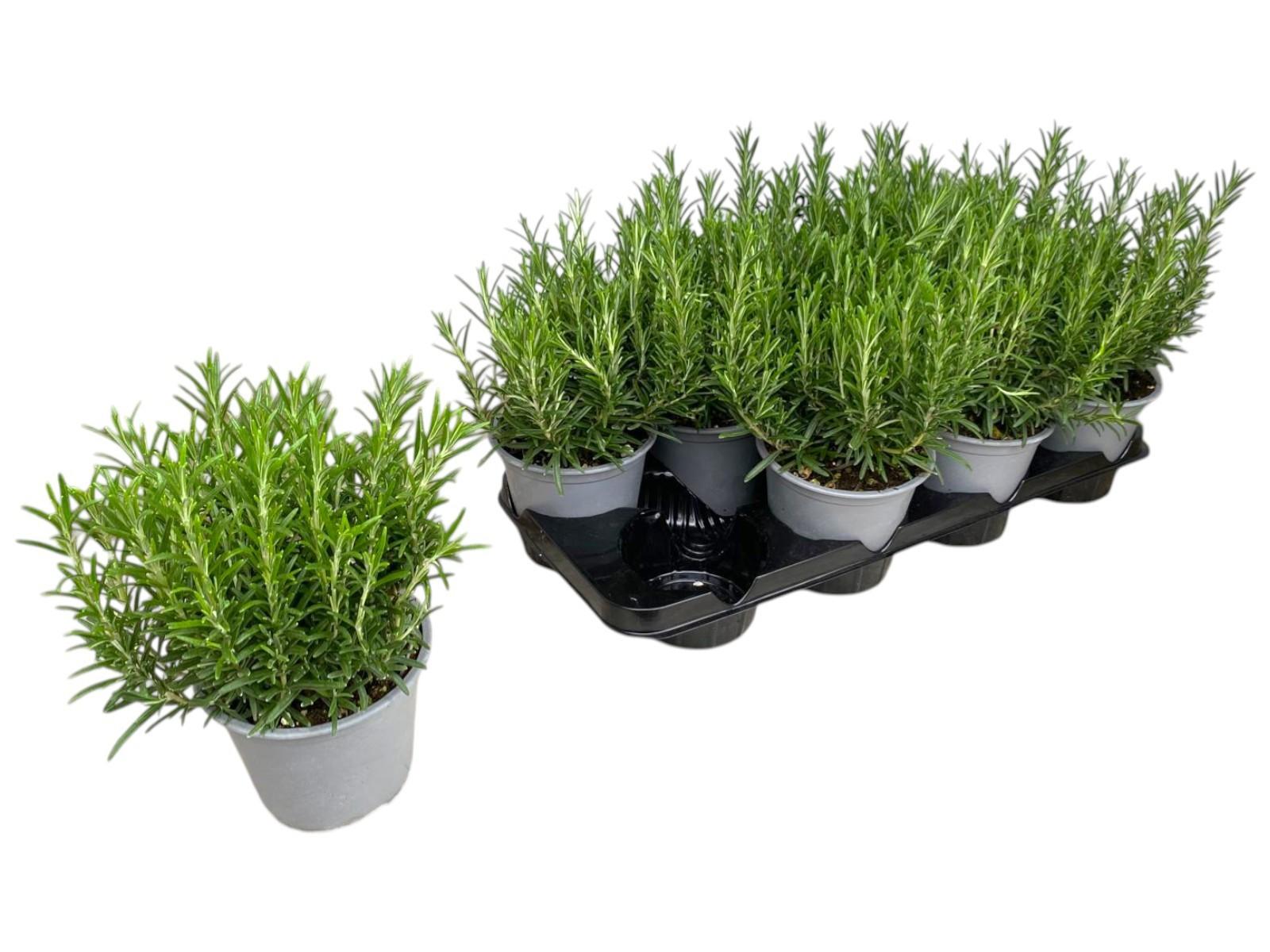 Горшечные цветы и растения оптом Rosmarinus Officinalis от 8шт из Голландии с доставкой по России