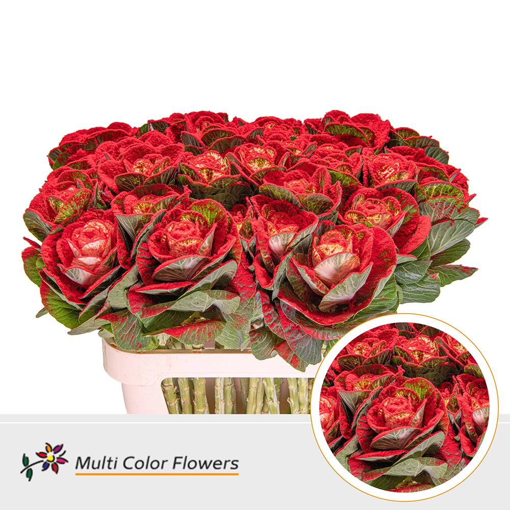 Срезанные цветы оптом Brassica paint naturel + snow red от 30шт из Голландии с доставкой по России