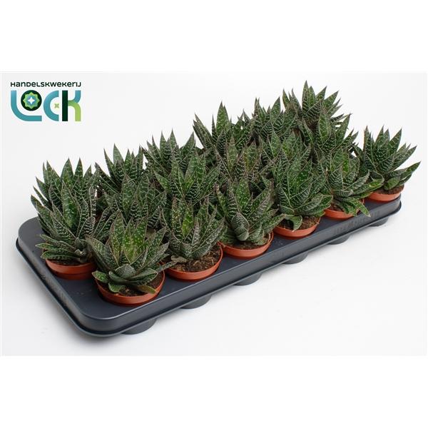 Горшечные цветы и растения оптом Gasteria Apollo от 12шт (для телеги) из Голландии с доставкой по России