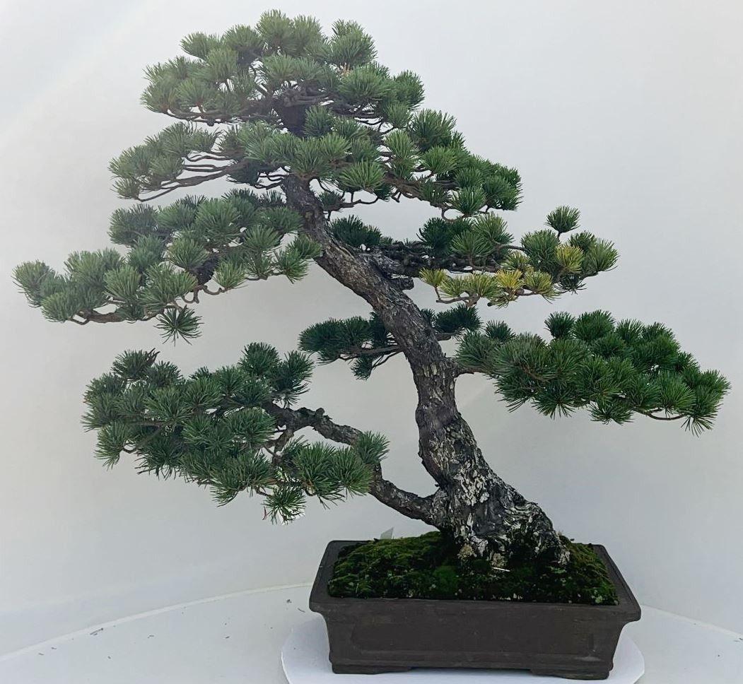 Горшечные цветы и растения оптом Pinus Parviflora, Pot 41cm. Height 85cm. (single I от 1шт из Голландии с доставкой по России