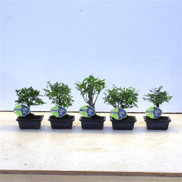 Горшечные цветы и растения оптом Bonsai Mix, Indoor, Without от 12шт из Голландии с доставкой по России Горшечные цветы и растения оптом Bonsai Mix, Indoor, Without от 12шт из Голландии с доставкой по России