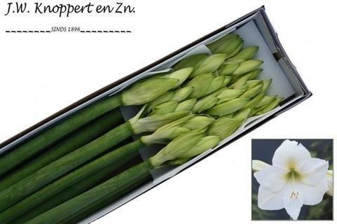 Срезанные цветы оптом Hippeastrum mont blanc от 15шт из Голландии с доставкой по России