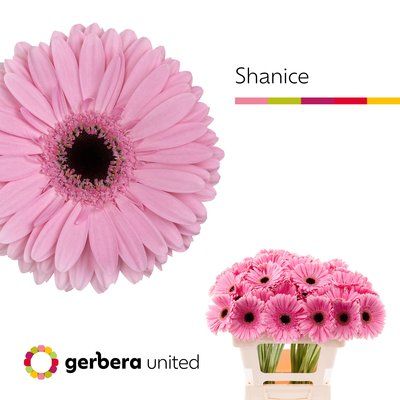 Срезанные цветы оптом Gerbera shanice+ от 40шт из Голландии с доставкой по России