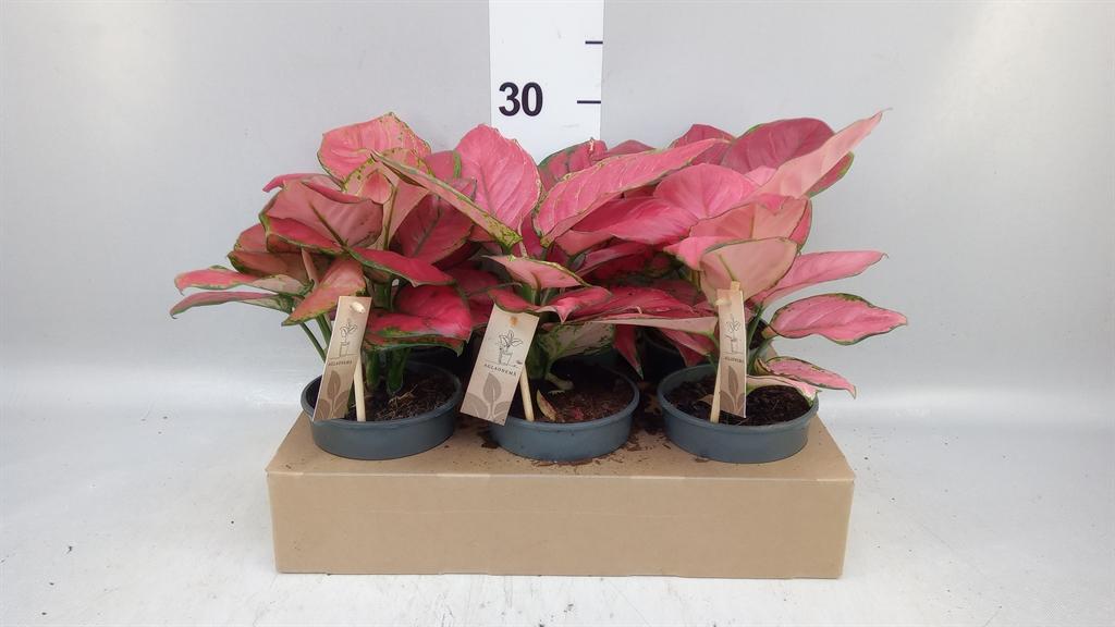 Горшечные цветы и растения оптом Aglaonema Kl Ov A от 6шт из Голландии с доставкой по России
