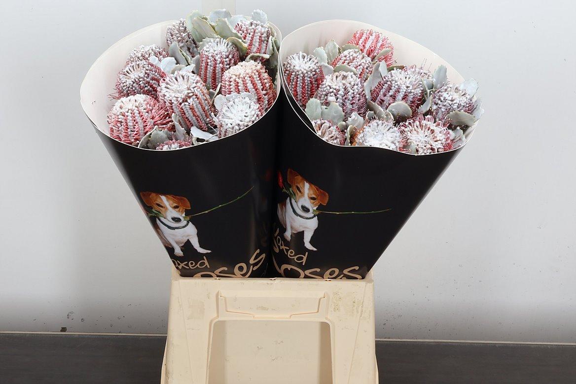 Срезанные цветы оптом Banksia wax white от 20шт из Голландии с доставкой по России