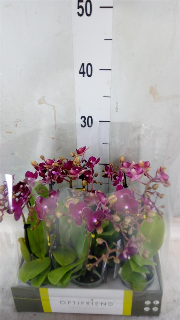 Горшечные цветы и растения оптом Phalaenopsis Multi.   ...red от 8шт (для телеги) из Голландии с доставкой по России