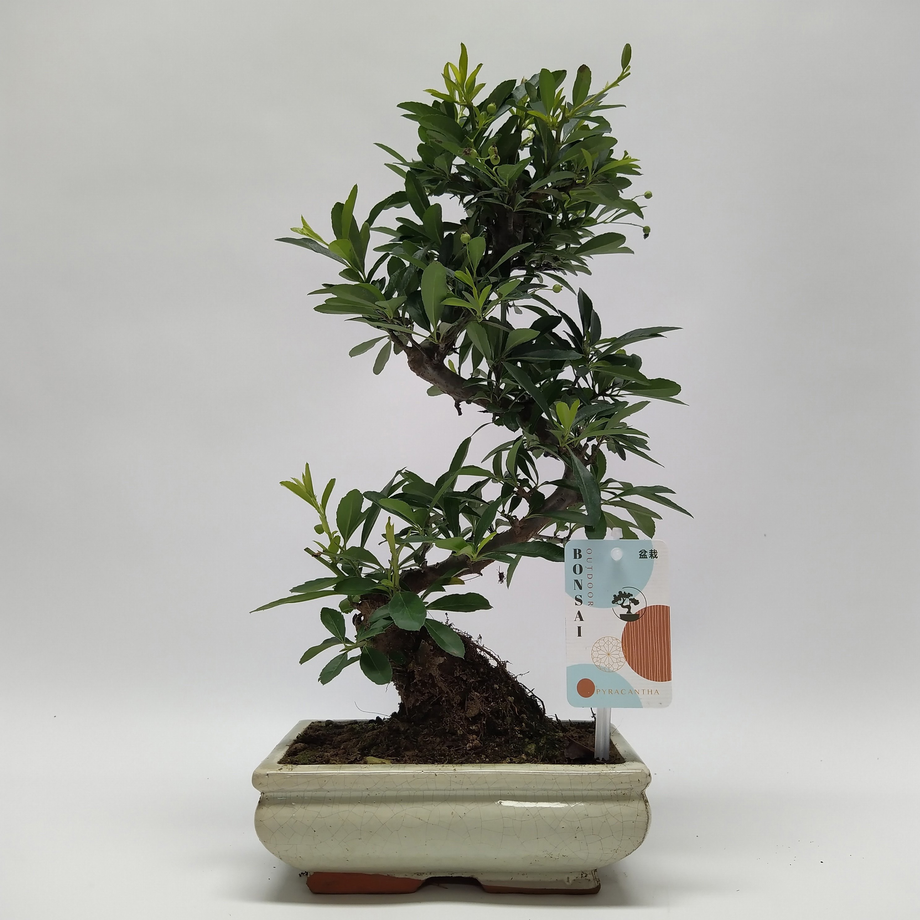 Горшечные цветы и растения оптом Pyracantha S-shape Bonsai от 4шт из Голландии с доставкой по России