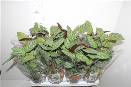 Горшечные цветы и растения оптом Ctenanthe Compactsta от 8шт из Голландии с доставкой по России