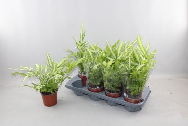 Горшечные цветы и растения оптом Pteris Albolineata от 8шт из Голландии с доставкой по России