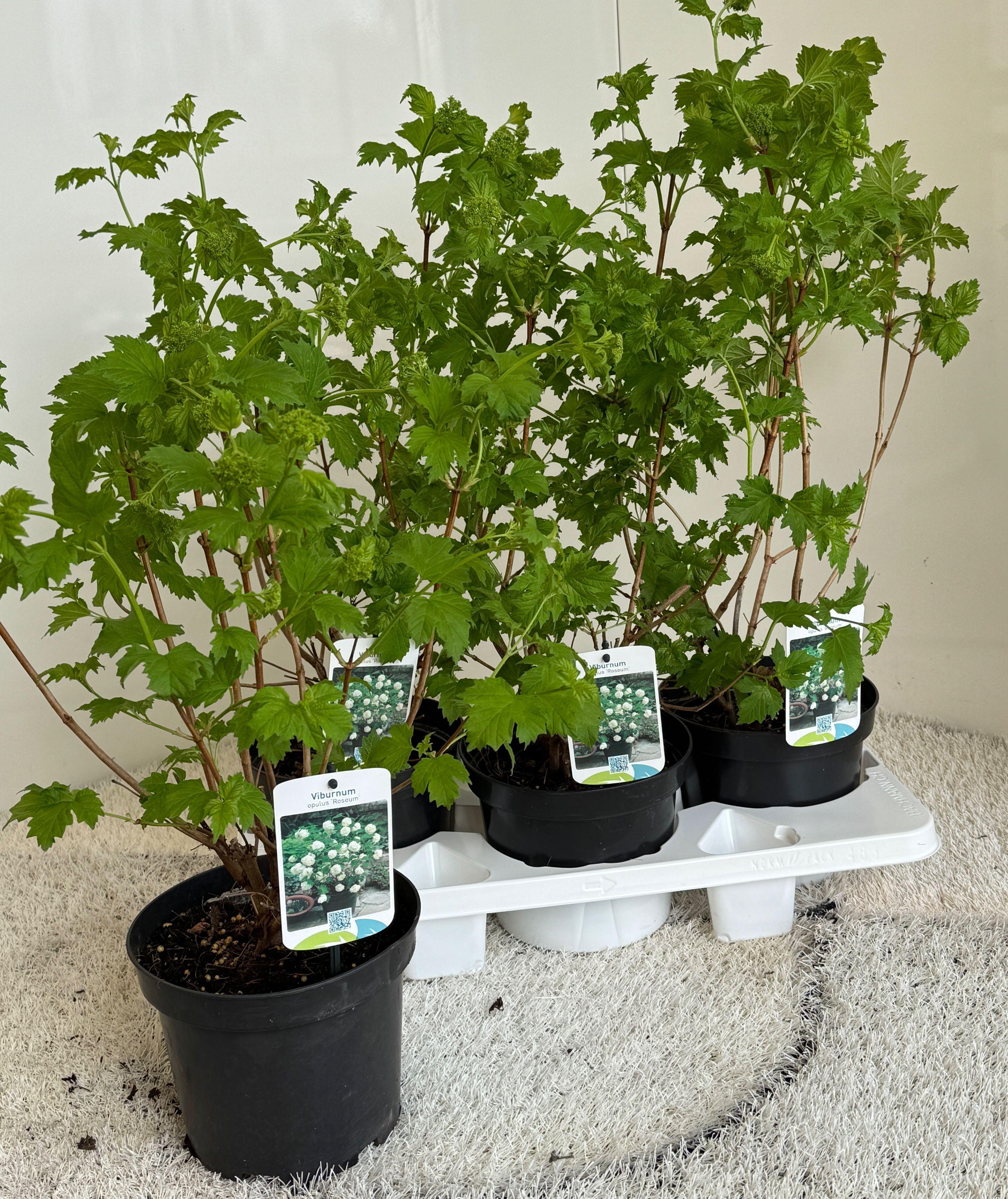 Горшечные цветы и растения оптом Vibu Op Roseum от 3шт из Голландии с доставкой по России