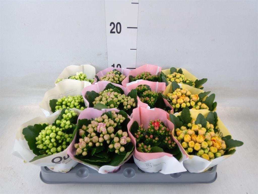 Горшечные цветы и растения оптом Kalanchoe Blos.   ..rosebud Mix  4 от 12шт (для телеги) из Голландии с доставкой по России