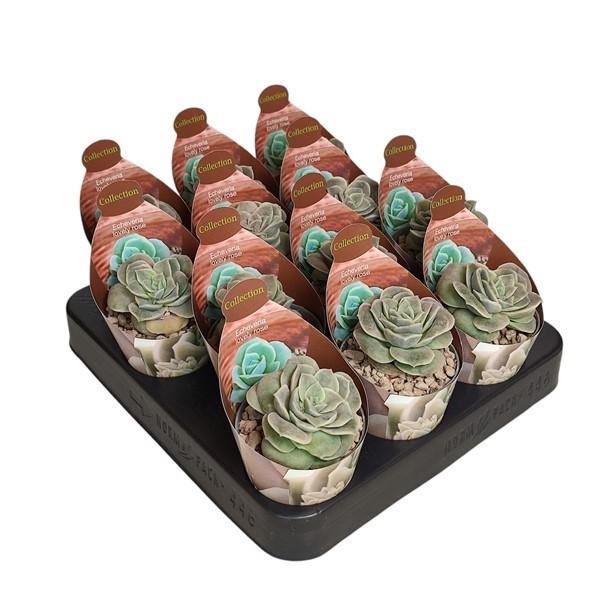Горшечные цветы и растения оптом Echeveria Lovely Rose Potcover от 12шт (для телеги) из Голландии с доставкой по России