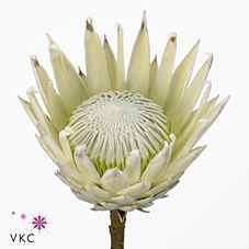 Срезанные цветы оптом Protea arctic ice от 5шт из Голландии с доставкой по России