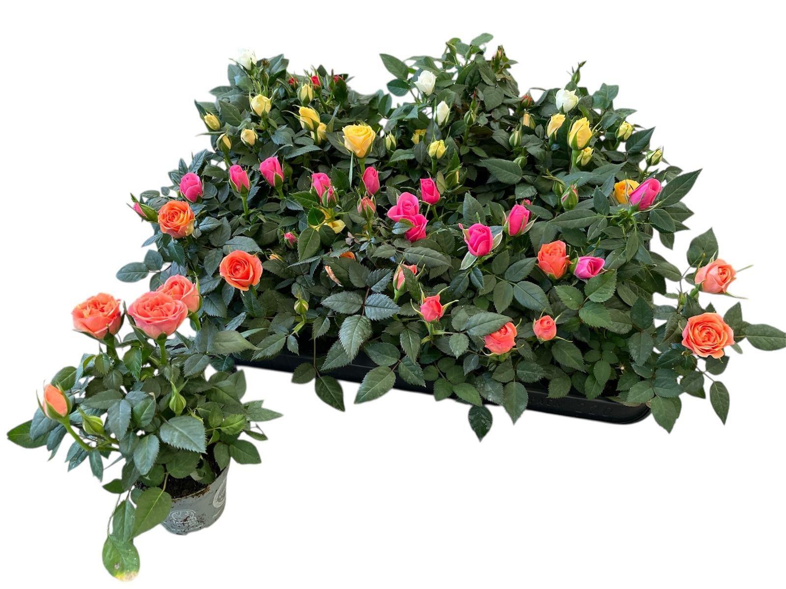 Горшечные цветы и растения оптом Ro Kordana Gem 4 Srt от 20шт (для телеги) из Голландии с доставкой по России