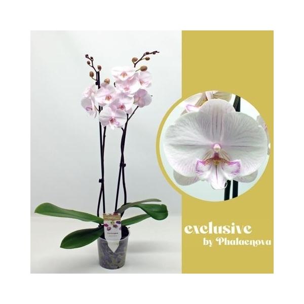 Горшечные цветы и растения оптом Phal 2st Ambon 16+ (phalaevona) от 10шт из Голландии с доставкой по России