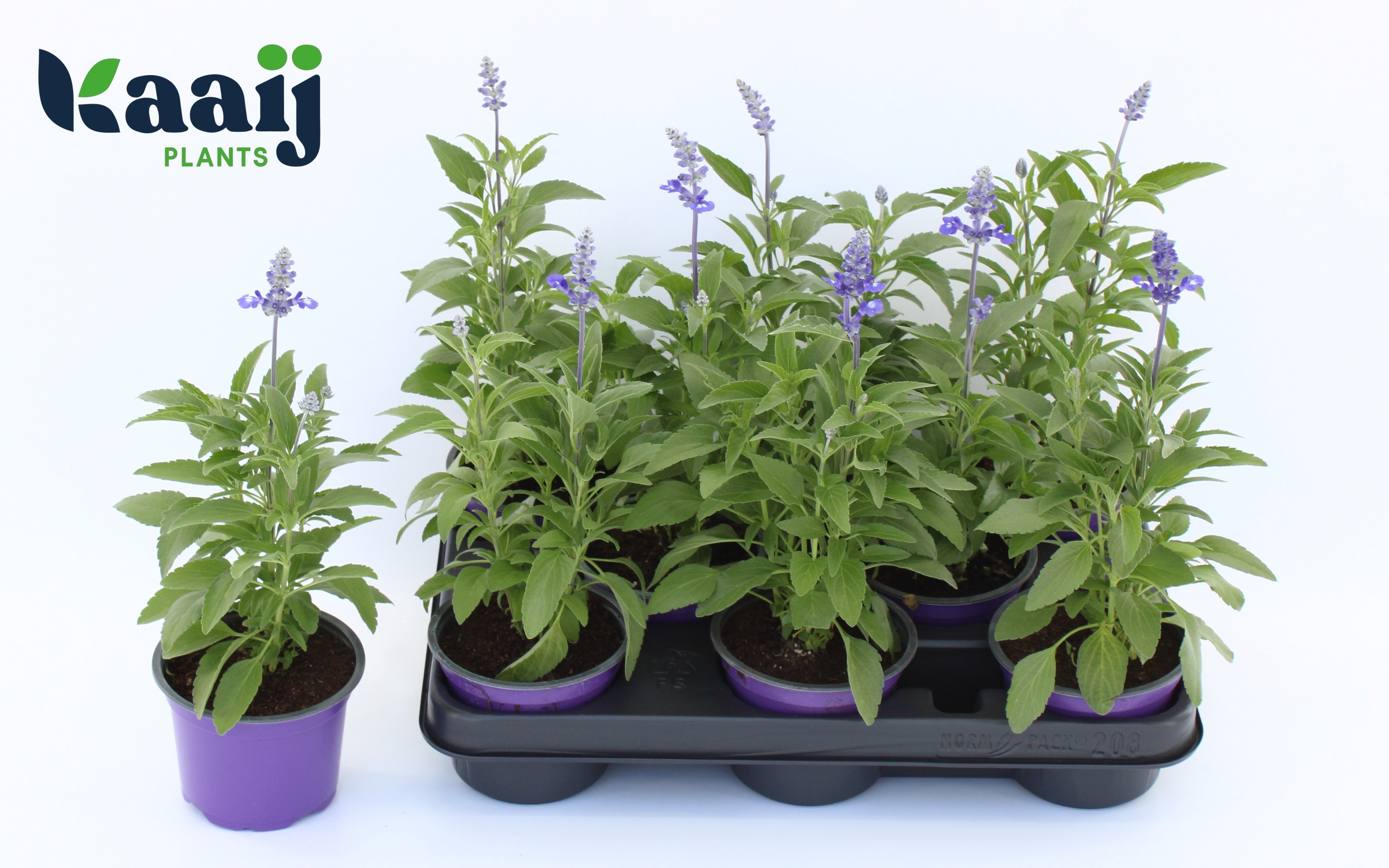 Горшечные цветы и растения оптом Salvia Ov от 8шт из Голландии с доставкой по России