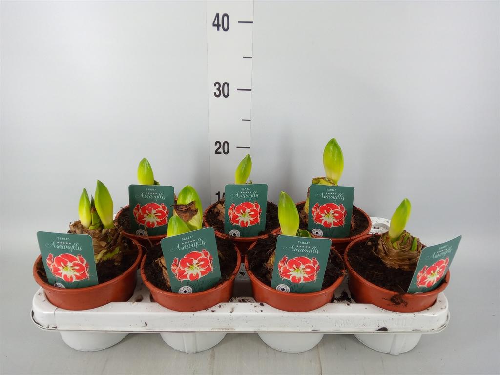 Горшечные цветы и растения оптом Hippeastrum   ... от 7шт из Голландии с доставкой по России